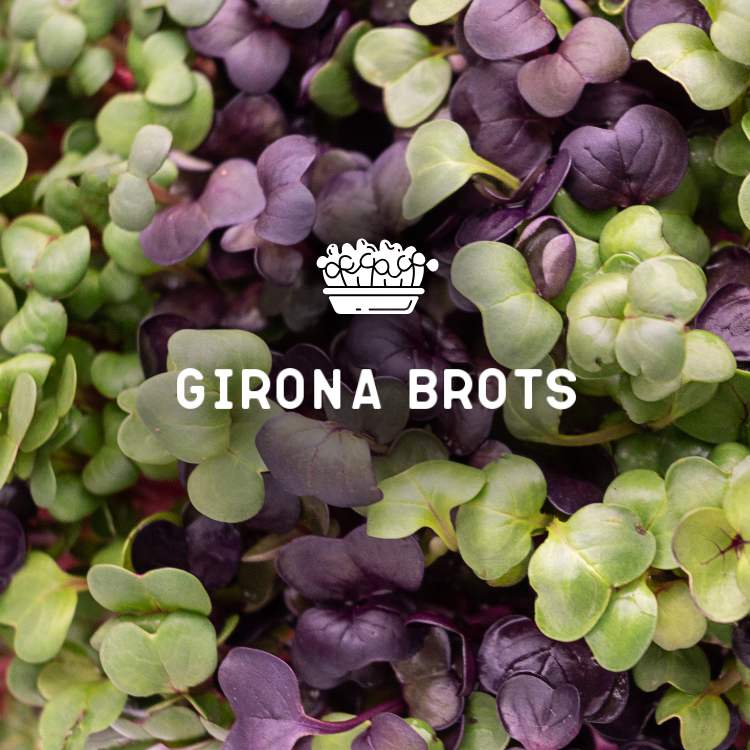 logo girona brots
